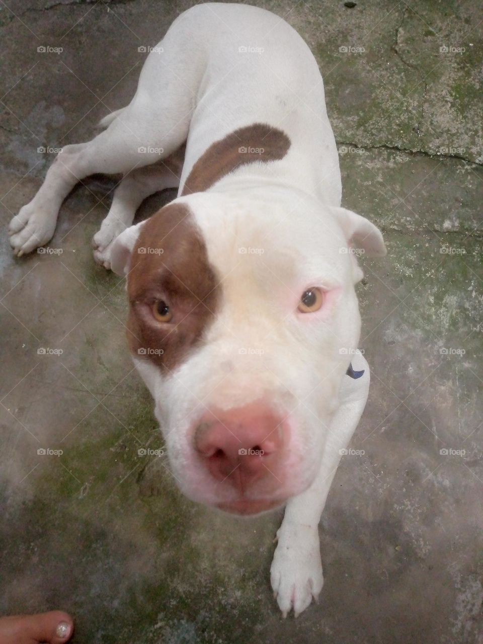 Introduce Your Pet ! by Pets