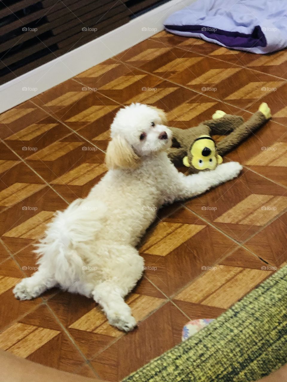 Maylla e o Caco 💜