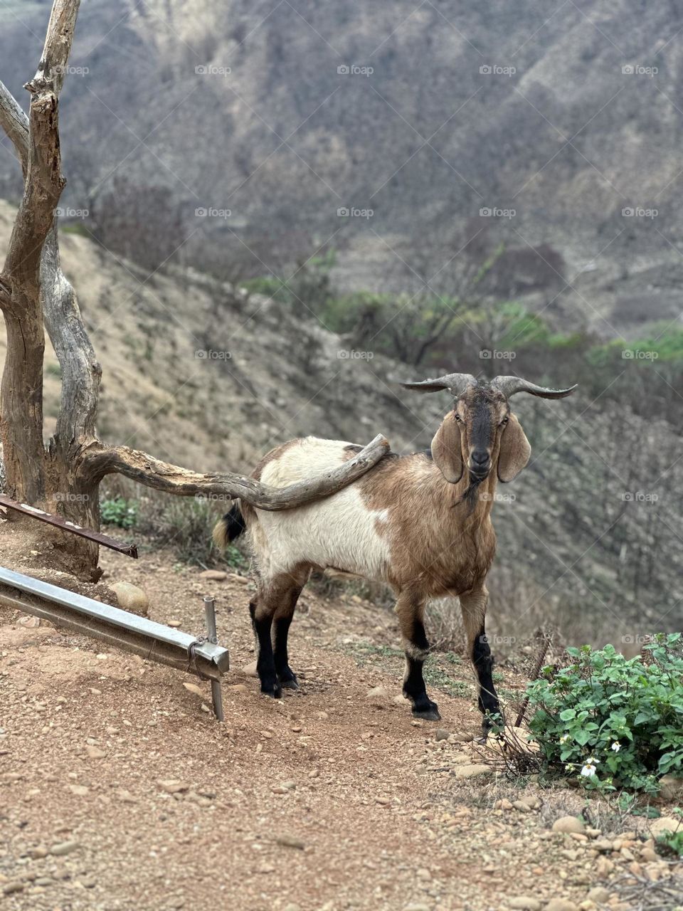 Goat on the hill