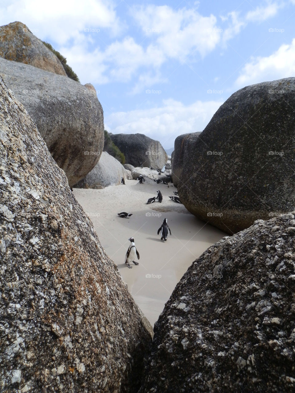 High angle view of penguins