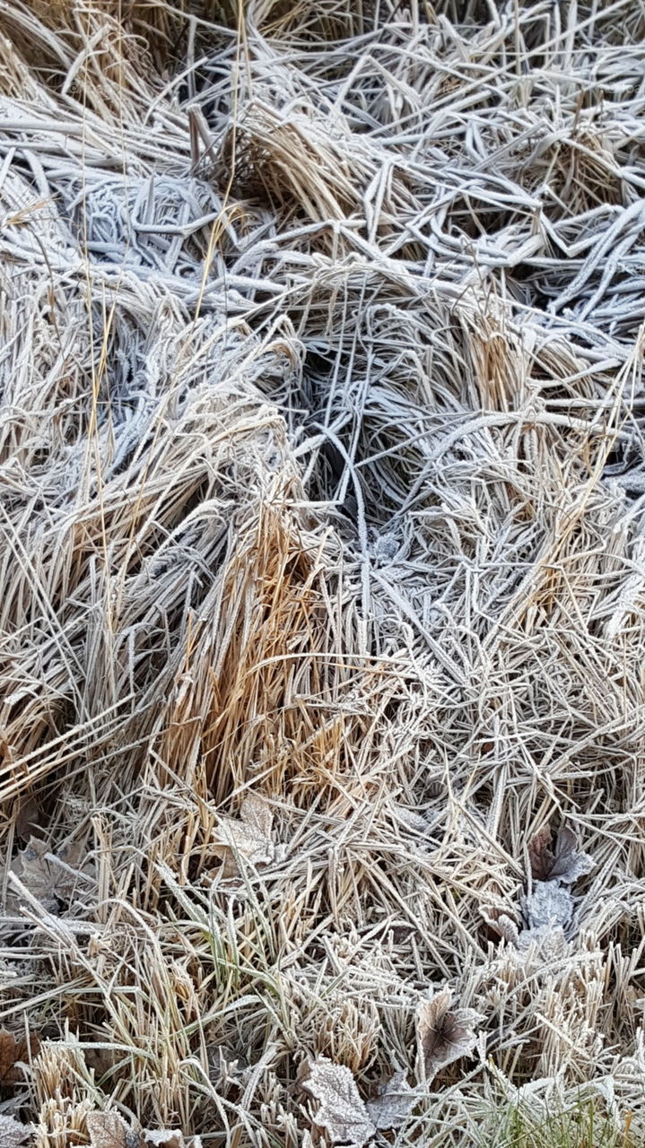 Frozen grass