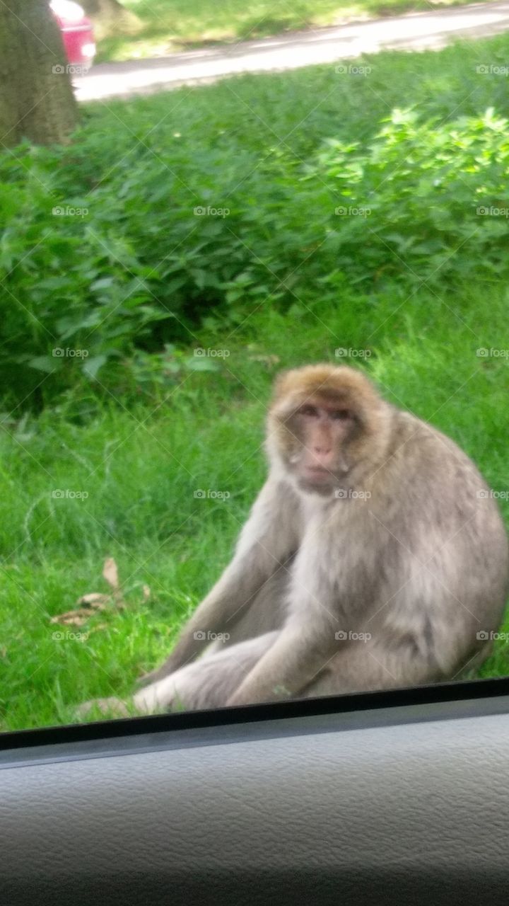 Monkey