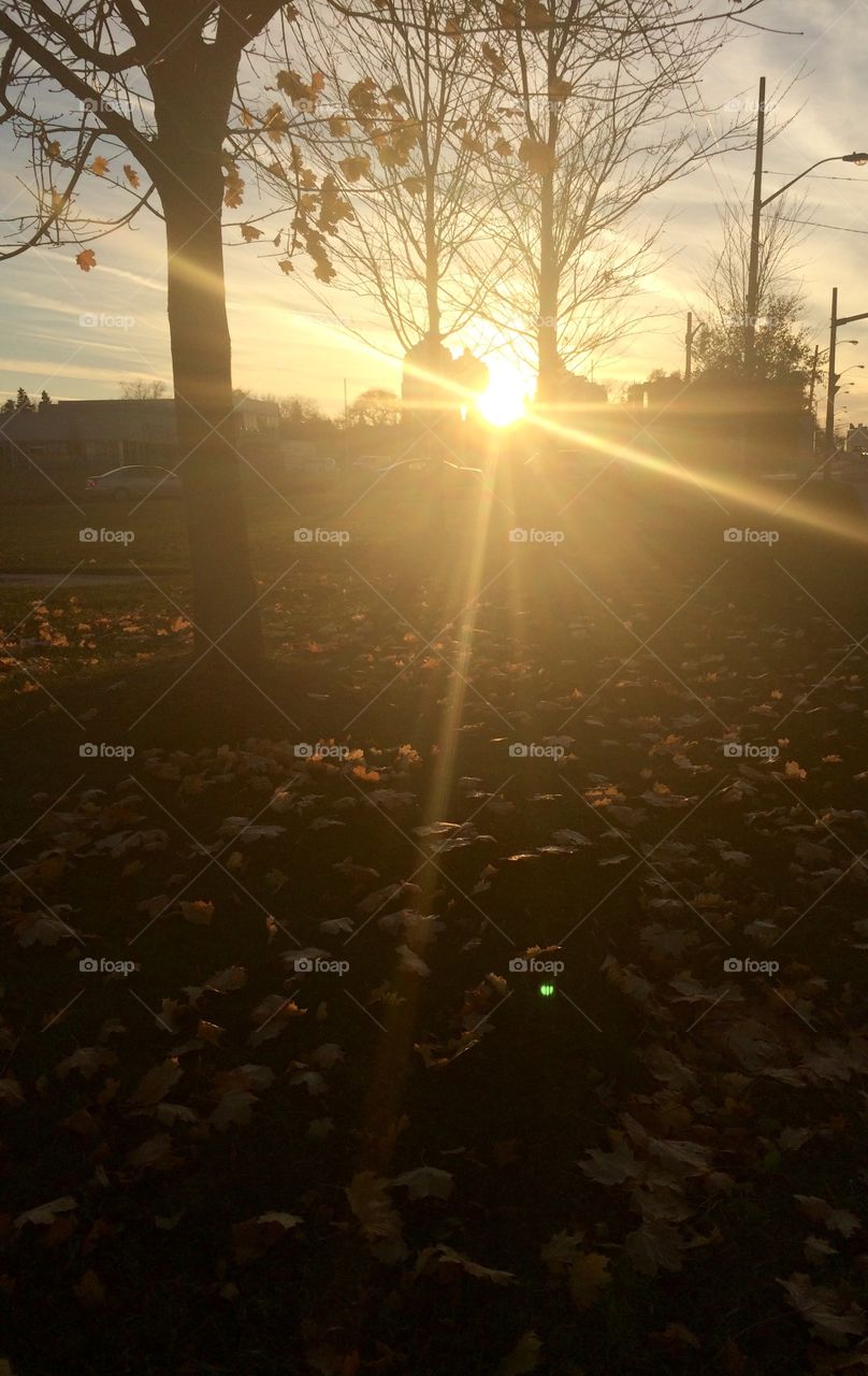 Sunlight and autumn leaves