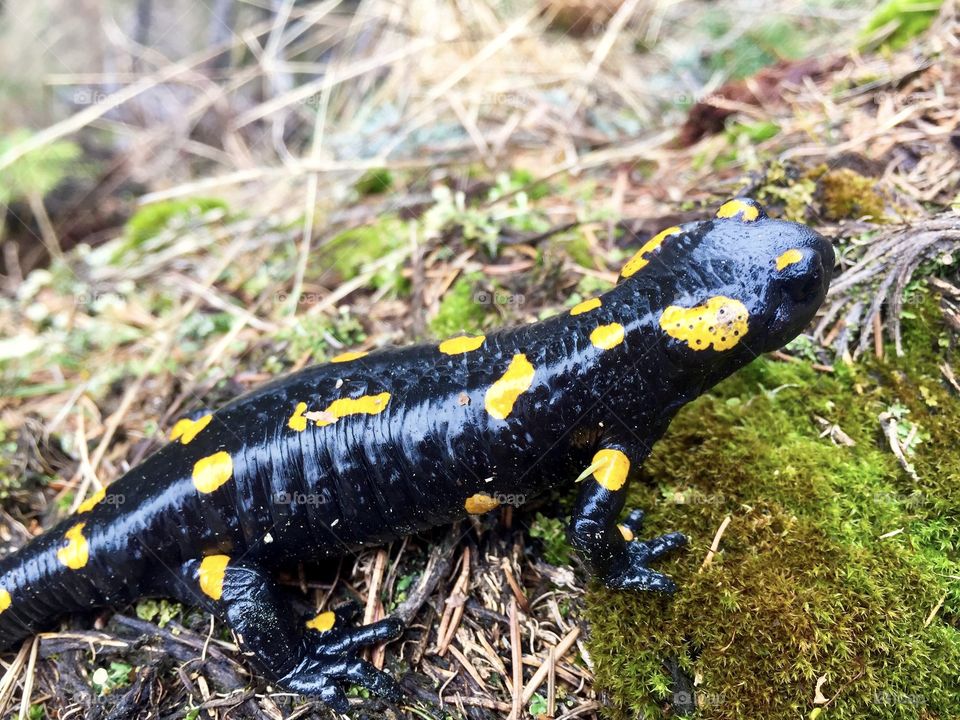 Spotted salamander on the grass