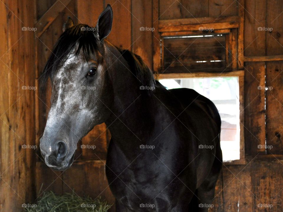 Blofeld. Blofeld, a roan stakes winning  colt by Quality Road in HS stall at Saratoga
Zazzle.com/Fleetphoto 