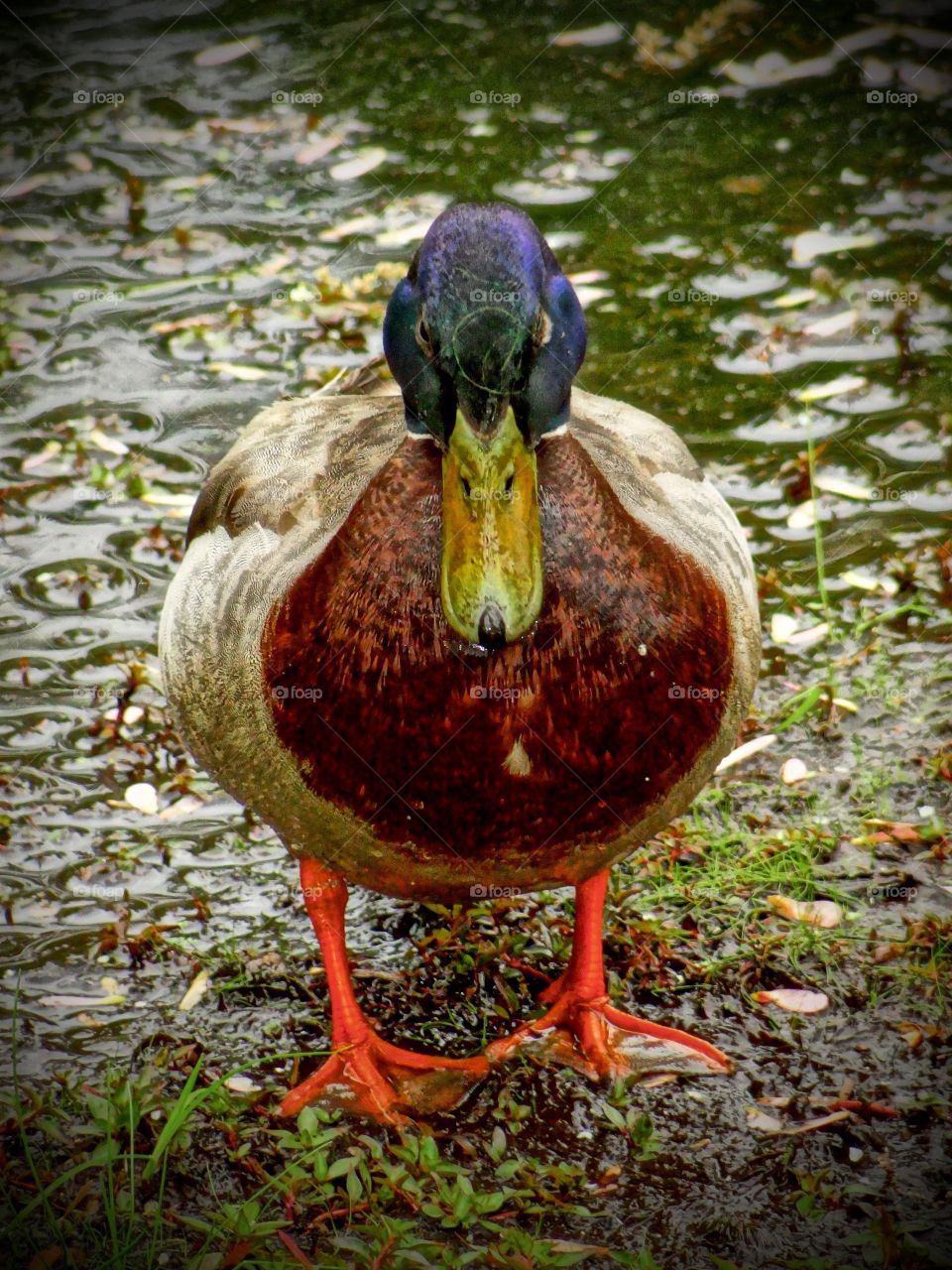 Scarface- you lookin at me?!?. Pure duck-titude! Battle scarred mallard staring me down as if to say " you lookin' at me???