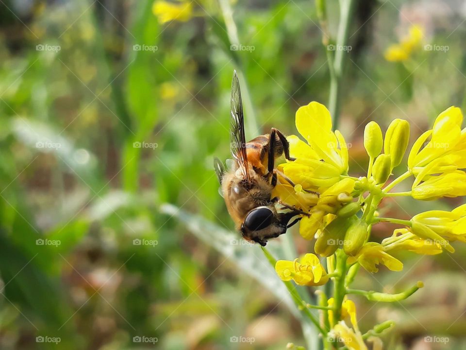 Honeybee enjoying sweet nectar