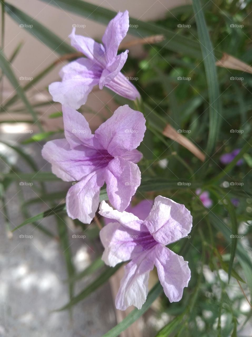petunia purple flower seasonal fresh shrub small size looks very beautiful generally found everywhere
