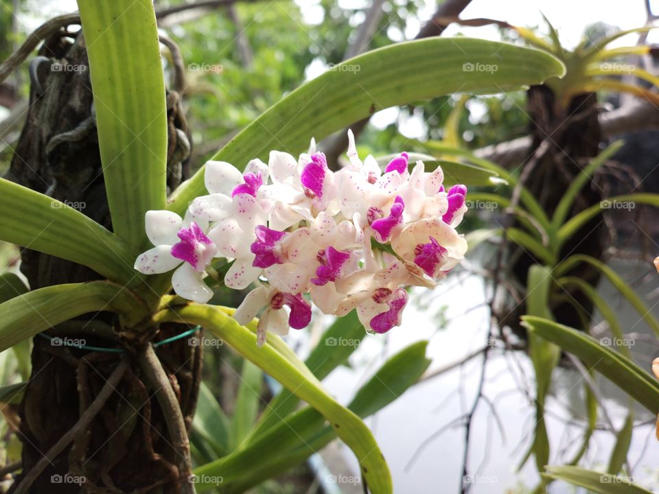 orchid is name chang gra.