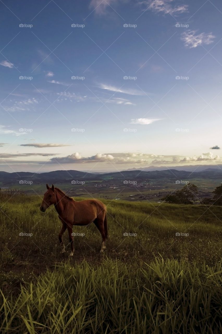 Brazilian countryside