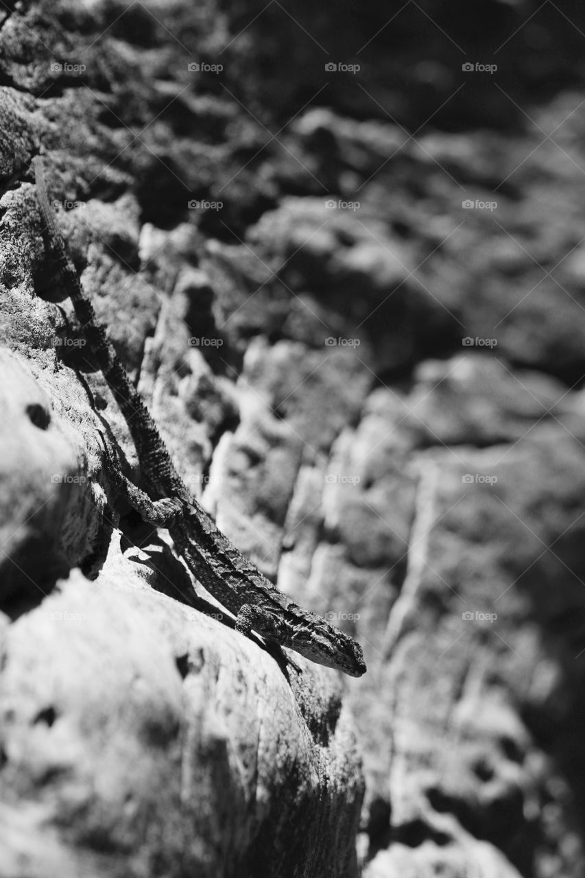 Black and white photo of a lizard on a rock 