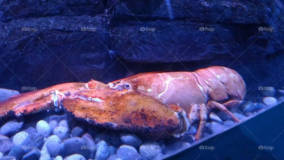 a lobster underwater crawling on rocks
