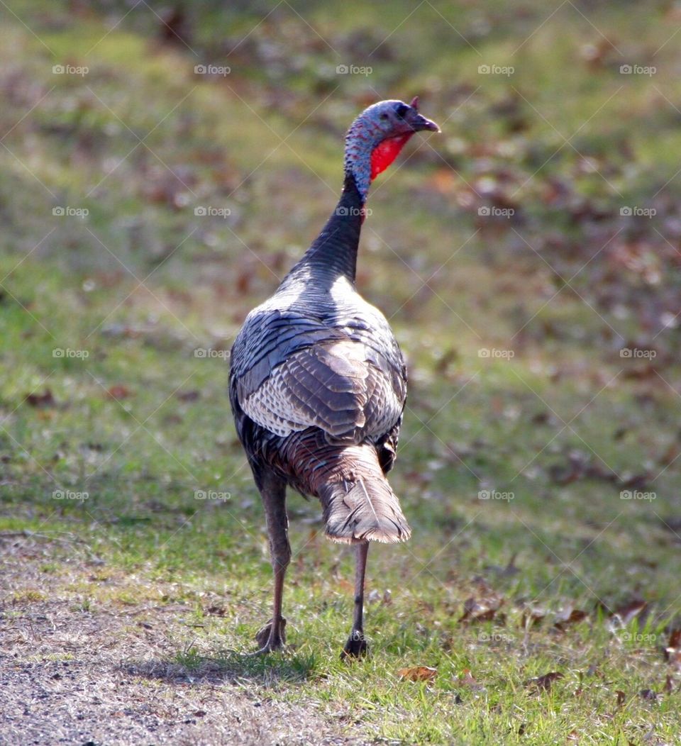Wild Turkey 