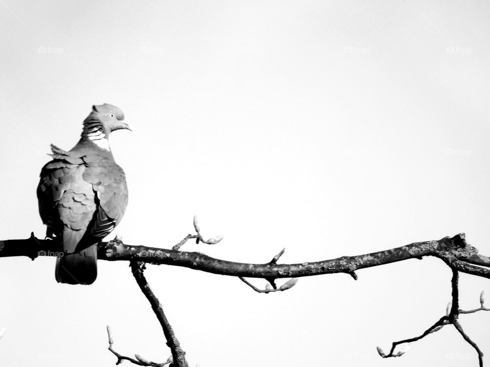 Pigeon on tree branch