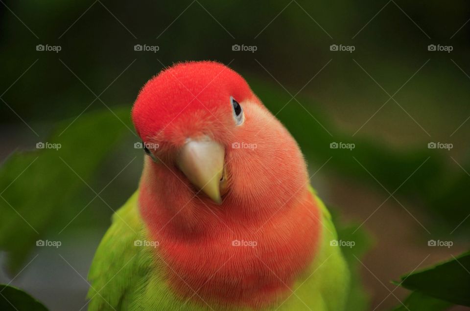 lovebird parrot background