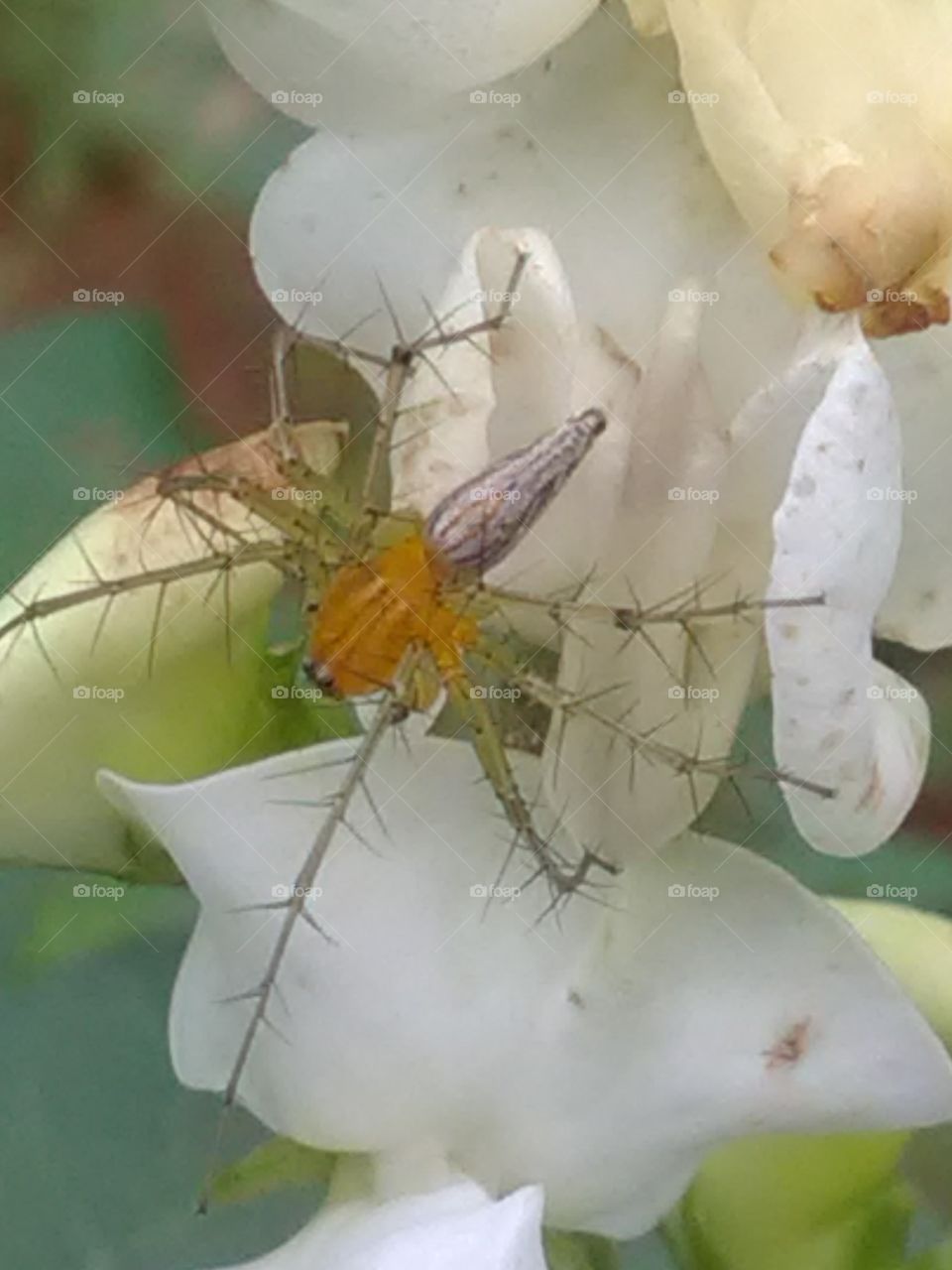 This is a very beautiful and dengars spider.