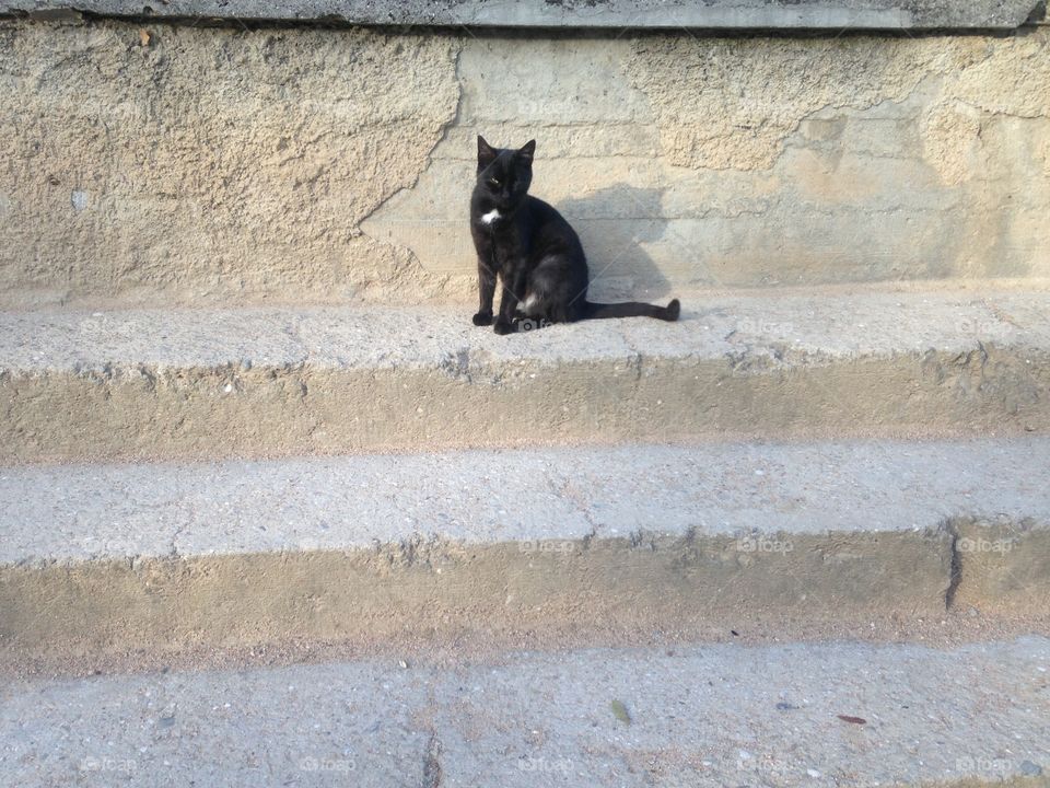 Elegant black cat at the door 