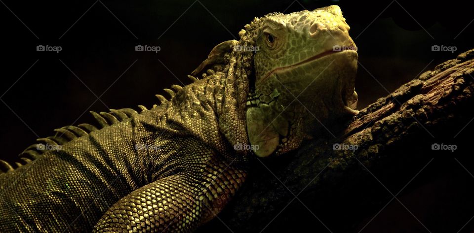 Serre Amazonienne, Montpellier