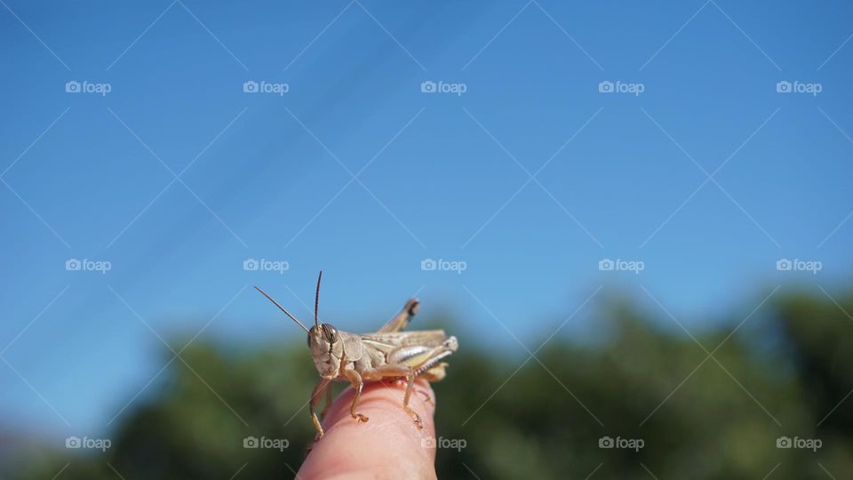 Grasshopper#insect#garden