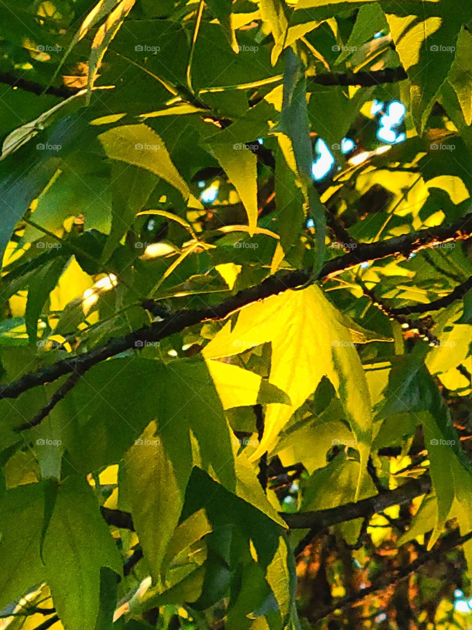 leaves & sunlight