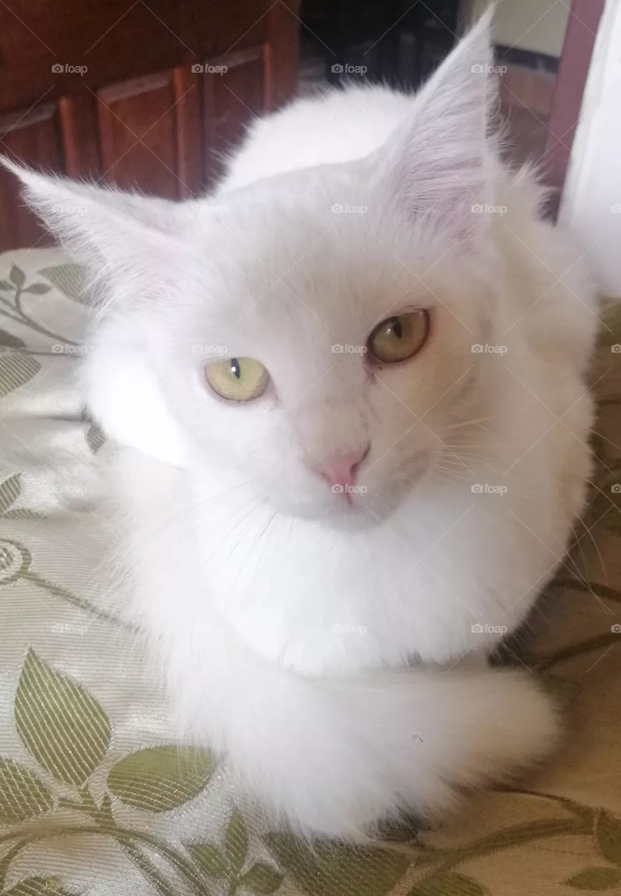 kitty with beautiful eyes
