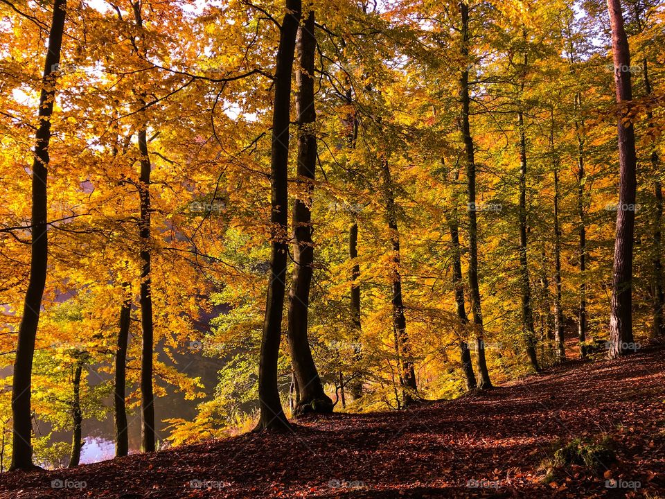 Fall, Wood, Tree, Leaf, Landscape