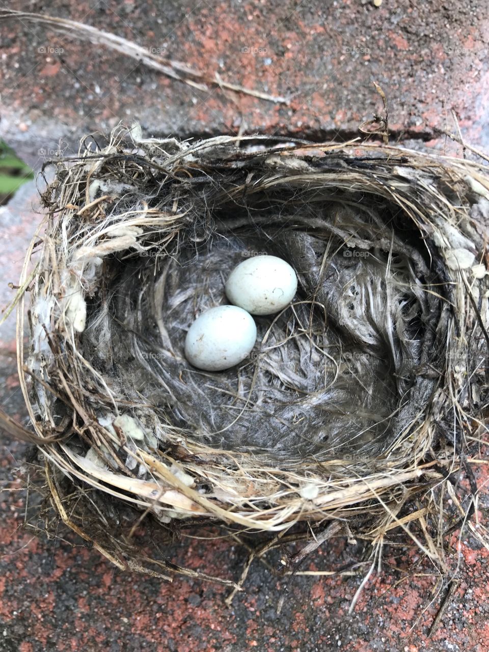 Birds left their two eggs in their nest, left to hatch