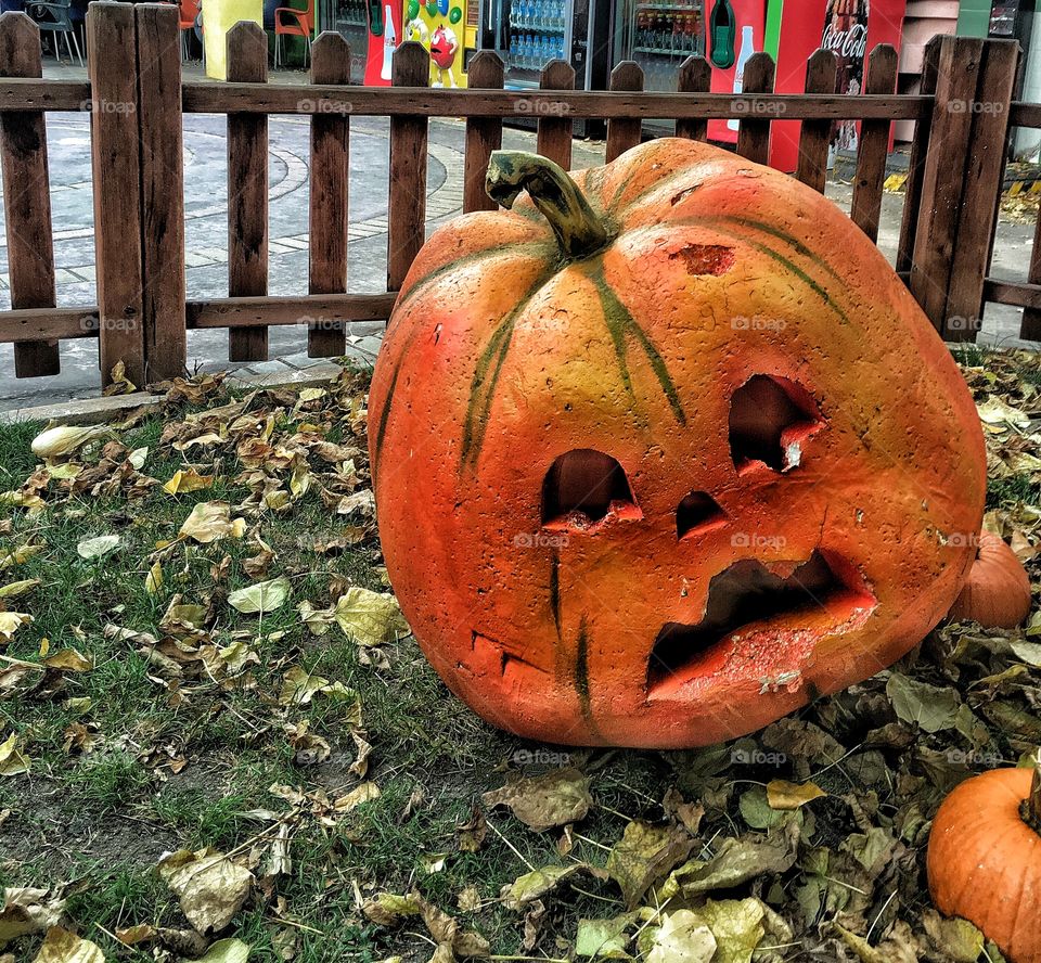 Pumpkin, halloween