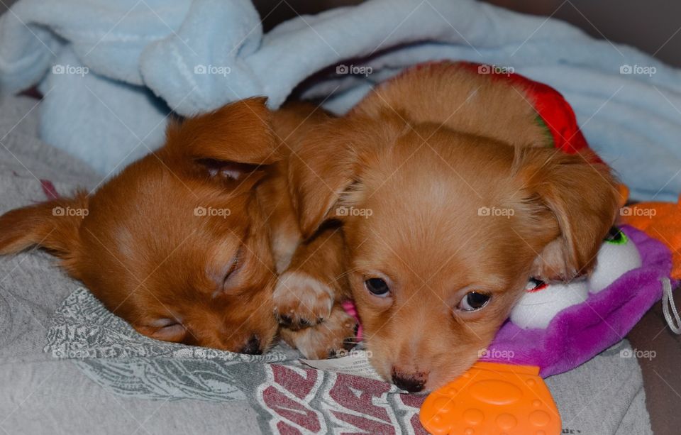 Chihuahua brothers snuggled up 