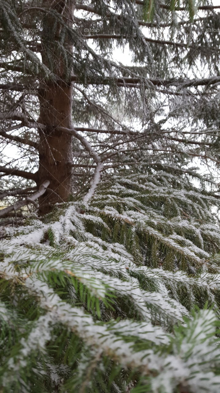 snow shelf