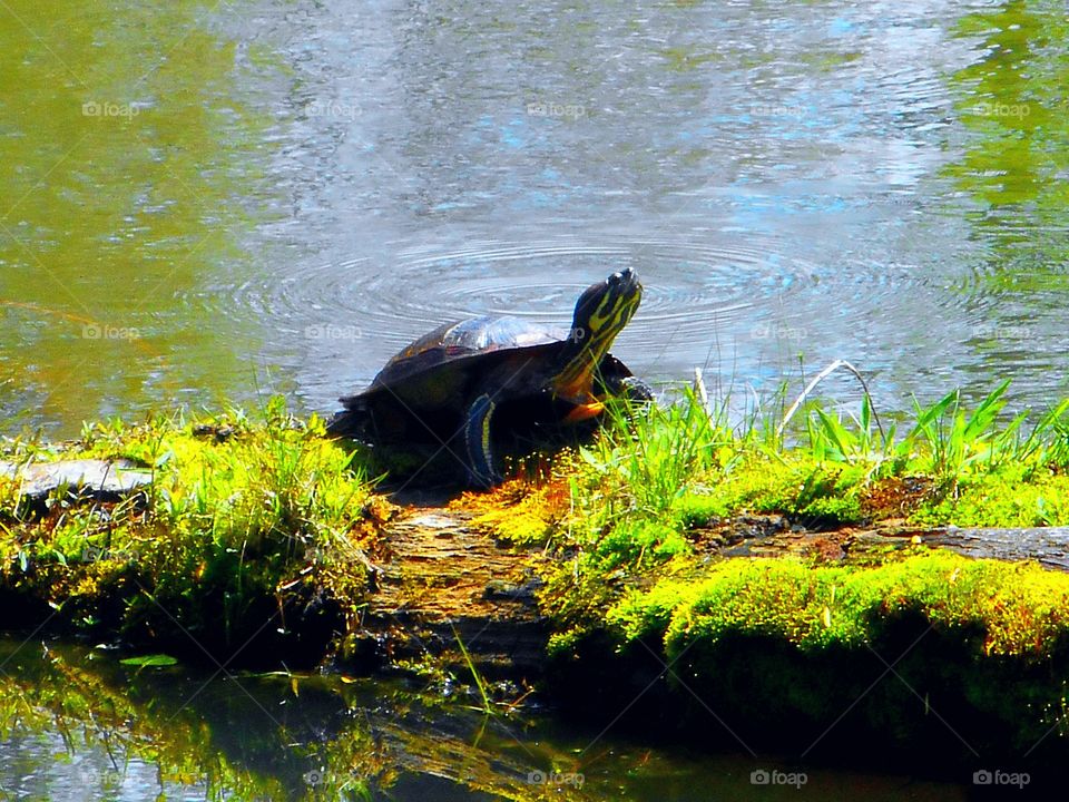 Turtle on a log