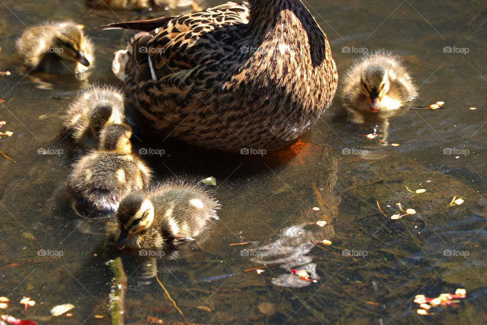 Ducks in a small pond