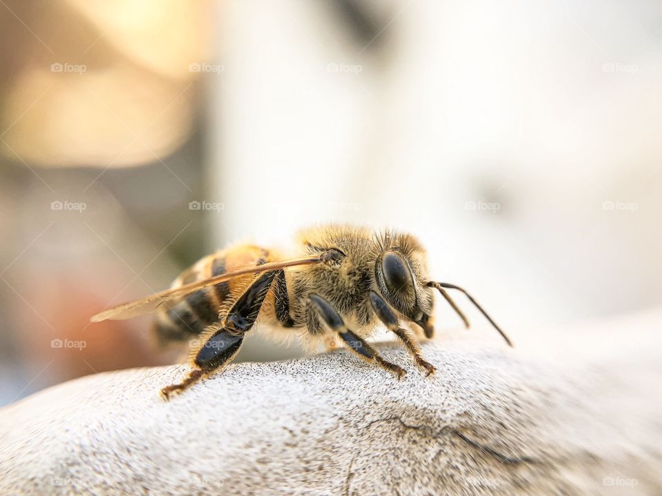 Bee 