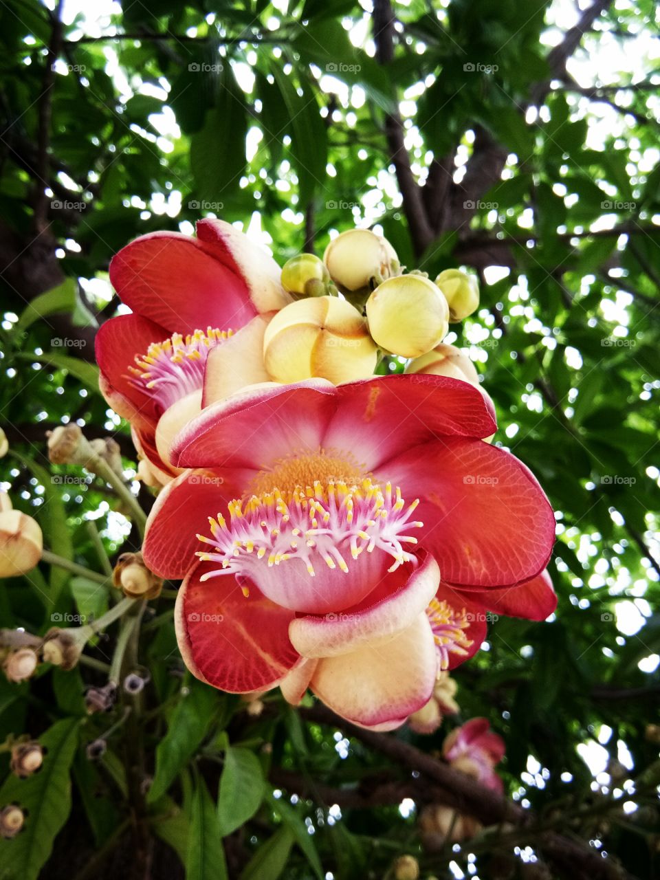 sale tree
flower