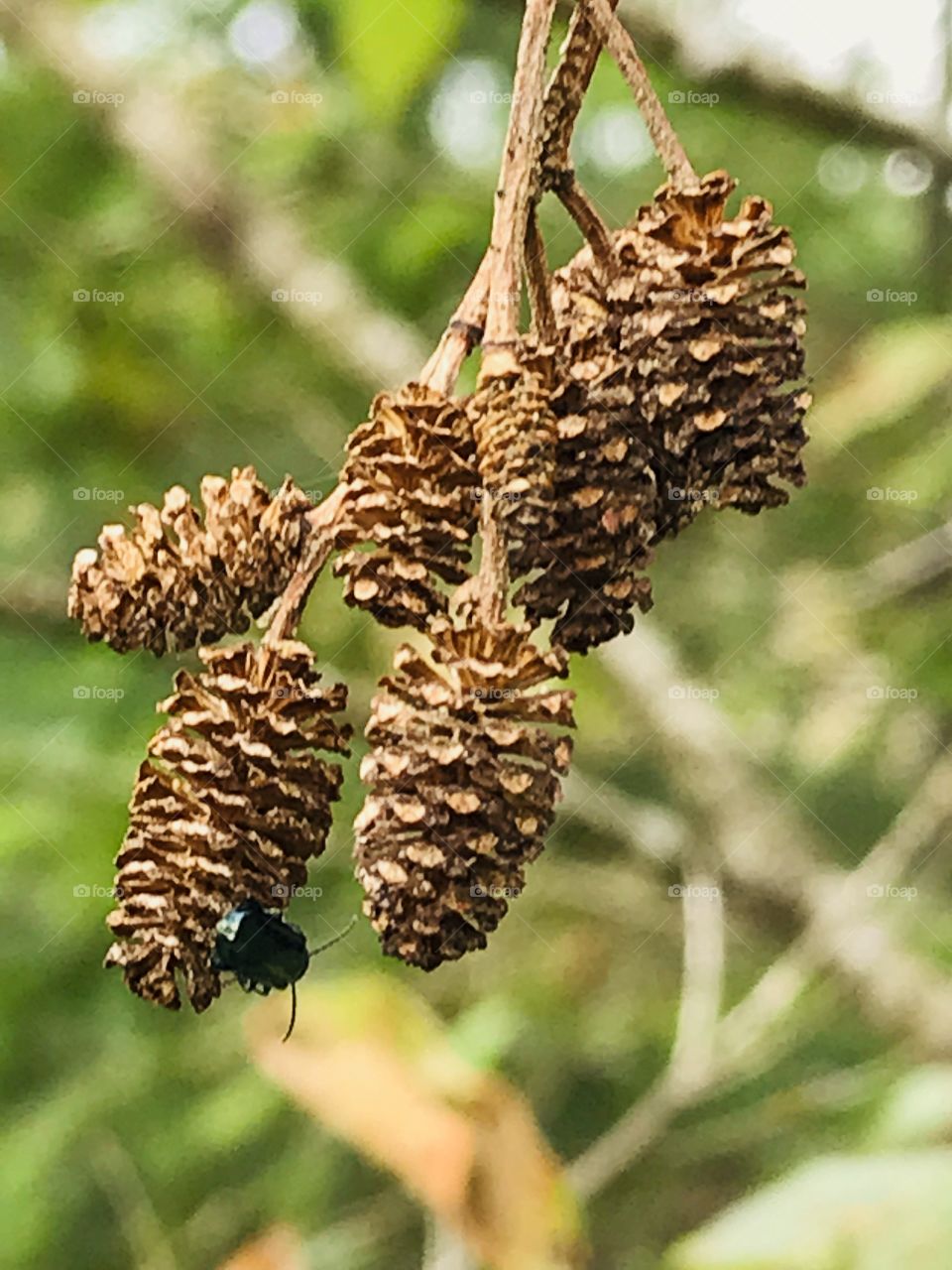 These cones, or strobiles, are the fruit of a deciduous Alder tree (Sp. Alnus) & are quite small, approx 1” or 2.5 cm. There is also what looks like a small metallic blue invasive Alder leaf beetle, (Agelastica alni), on the lowest center cone. 