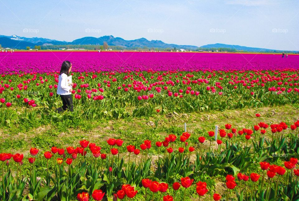 Tulip fields