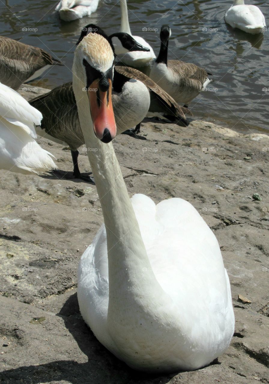 Swan sat by lake