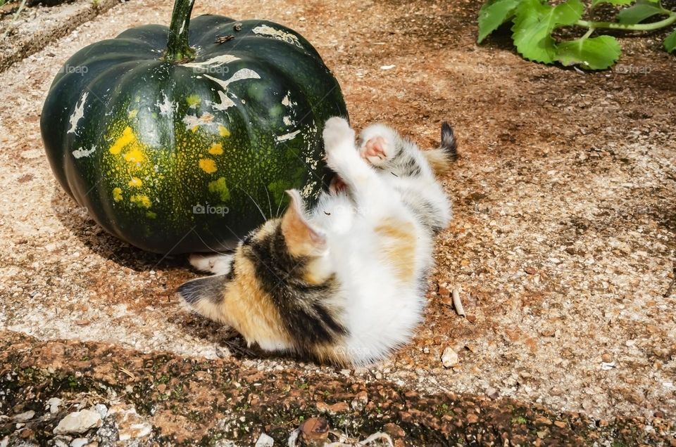 Kitten Playing With Pumpkin