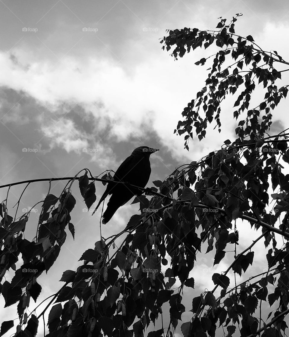 a lonely bird sitting on a tree