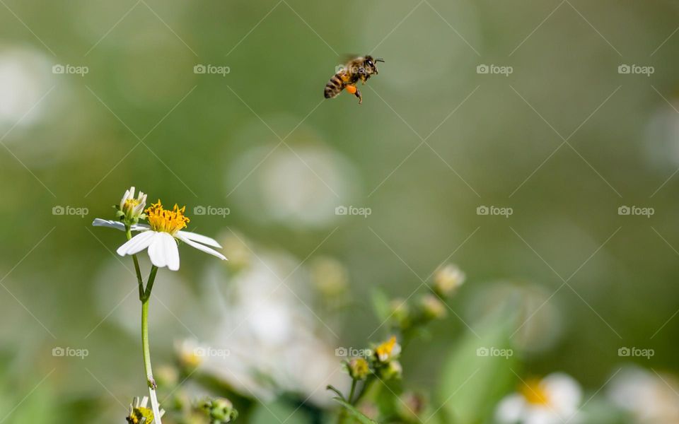 Honey Bee flying with pollen from wild flower to flower
