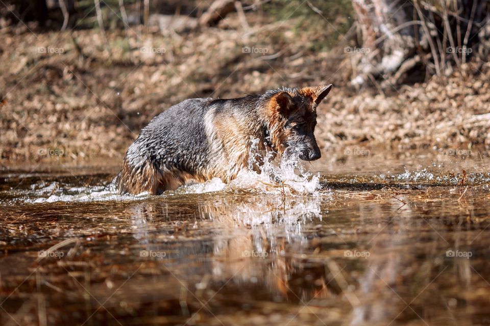 German shepherd dog outdoor have fun in a spring pond 