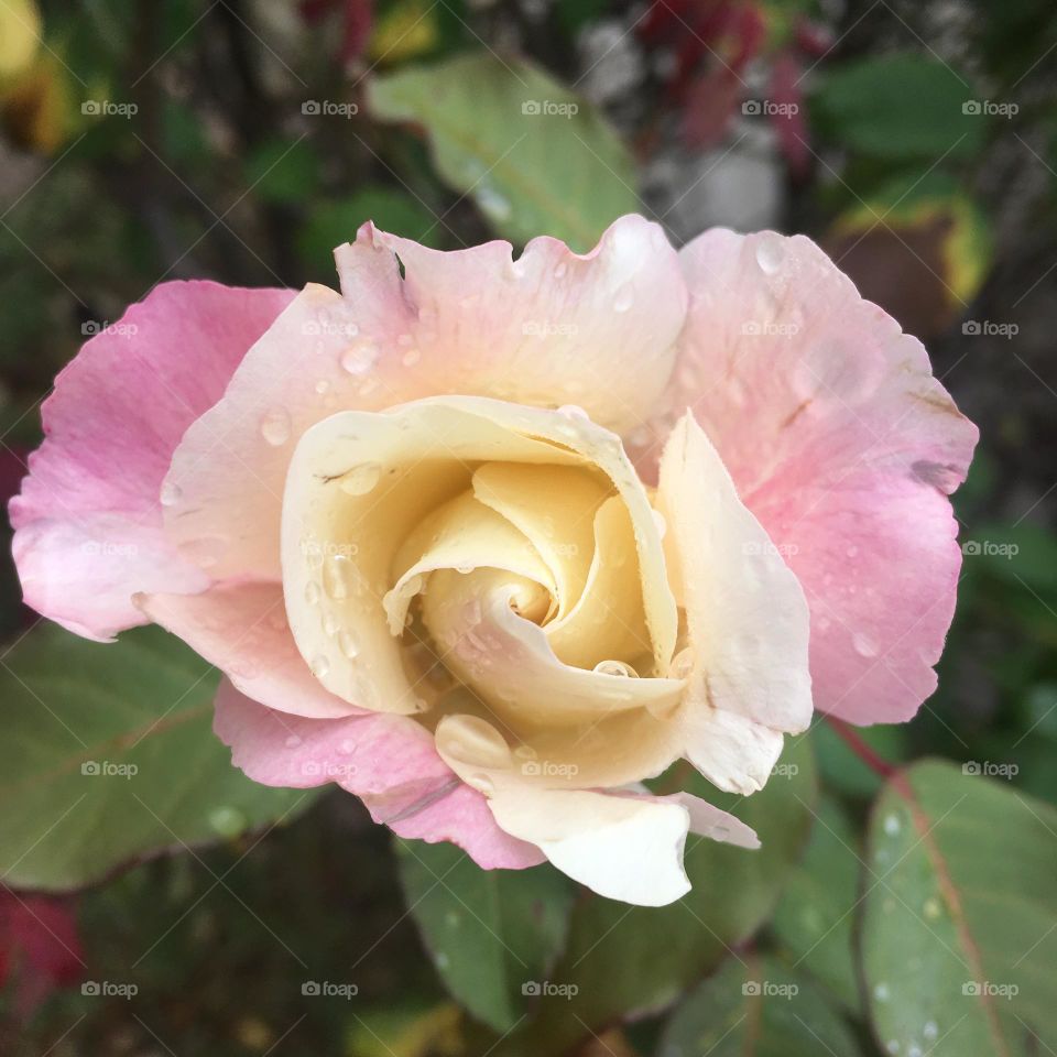 FOAP MISSIONS - 🌹 🇺🇸 Very beautiful flowers to brighten our day.  Live nature and its beauty. Did you like the delicate petals? / 🇧🇷 Flores muito bonitas para alegrar nosso dia. Viva a natureza e sua beleza. Gostaram das pétalas delicadas? 