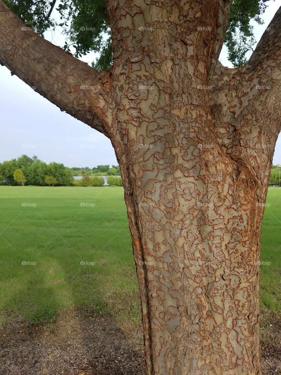 Tree art