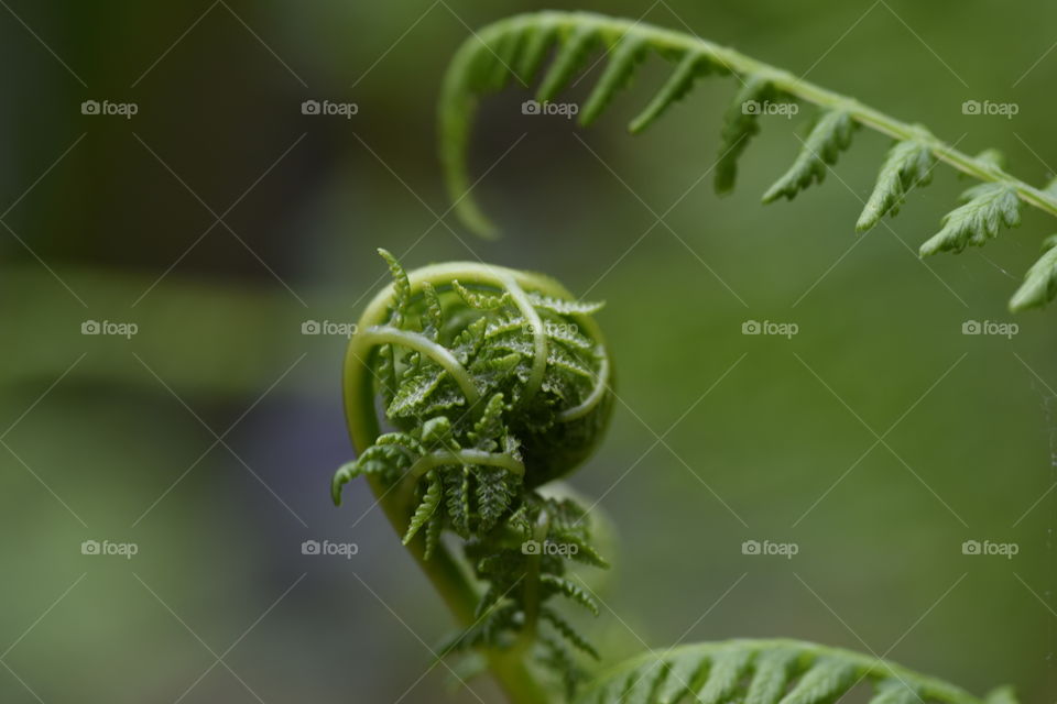 An unfurling fern