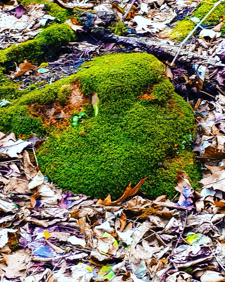 mossy rock