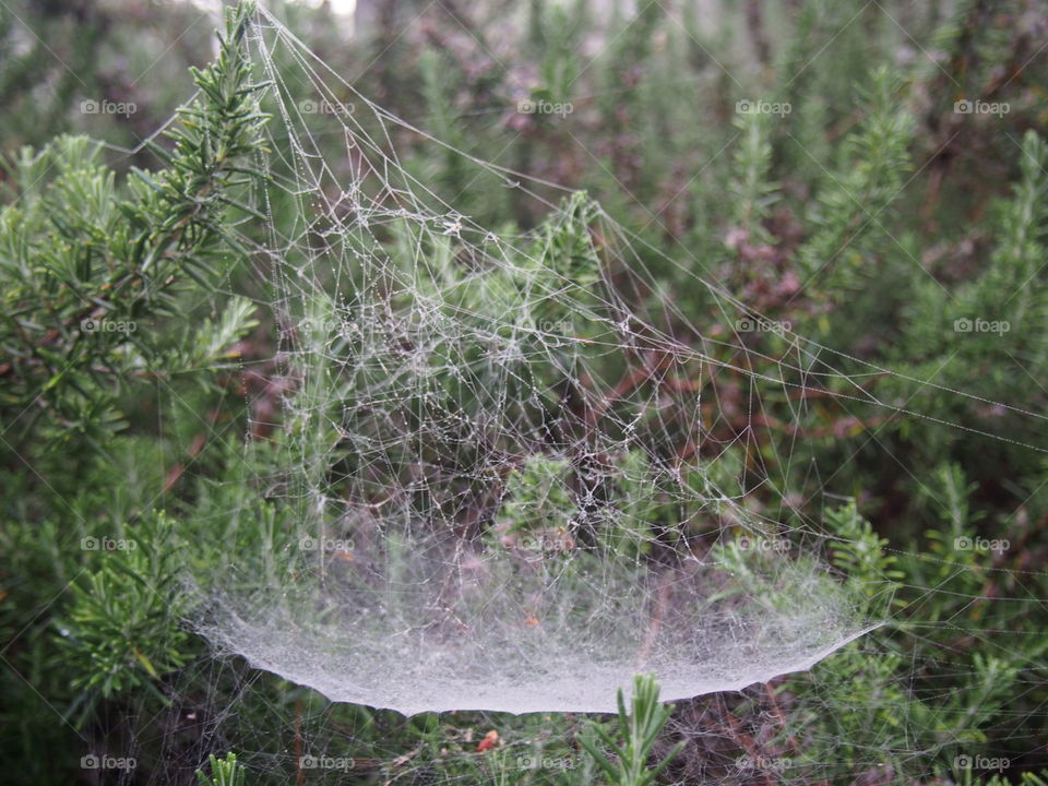 Spider web