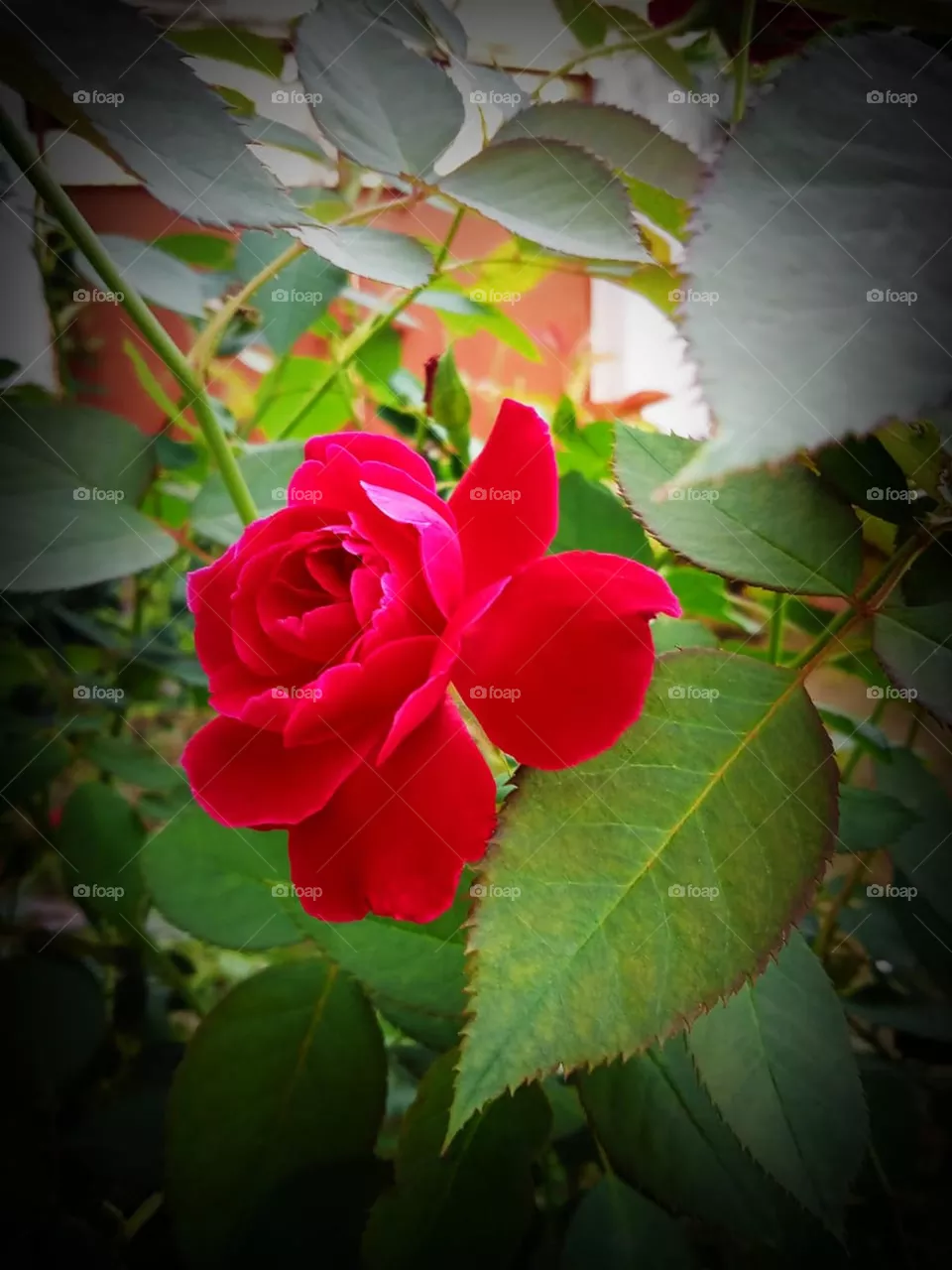 Rose flower