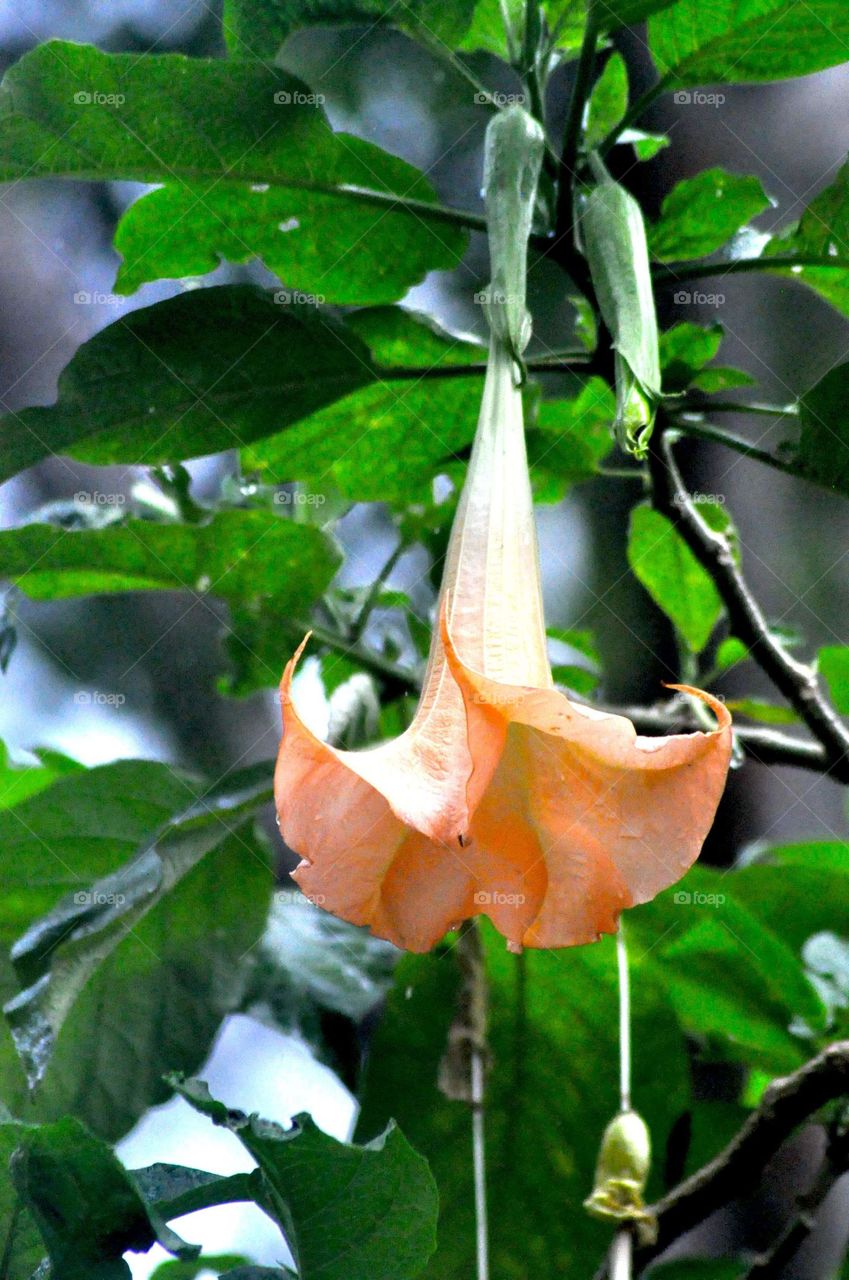 --Terompet flower....