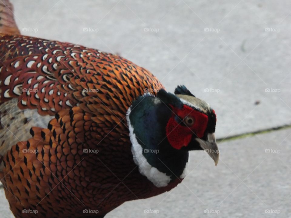 Pheasant 