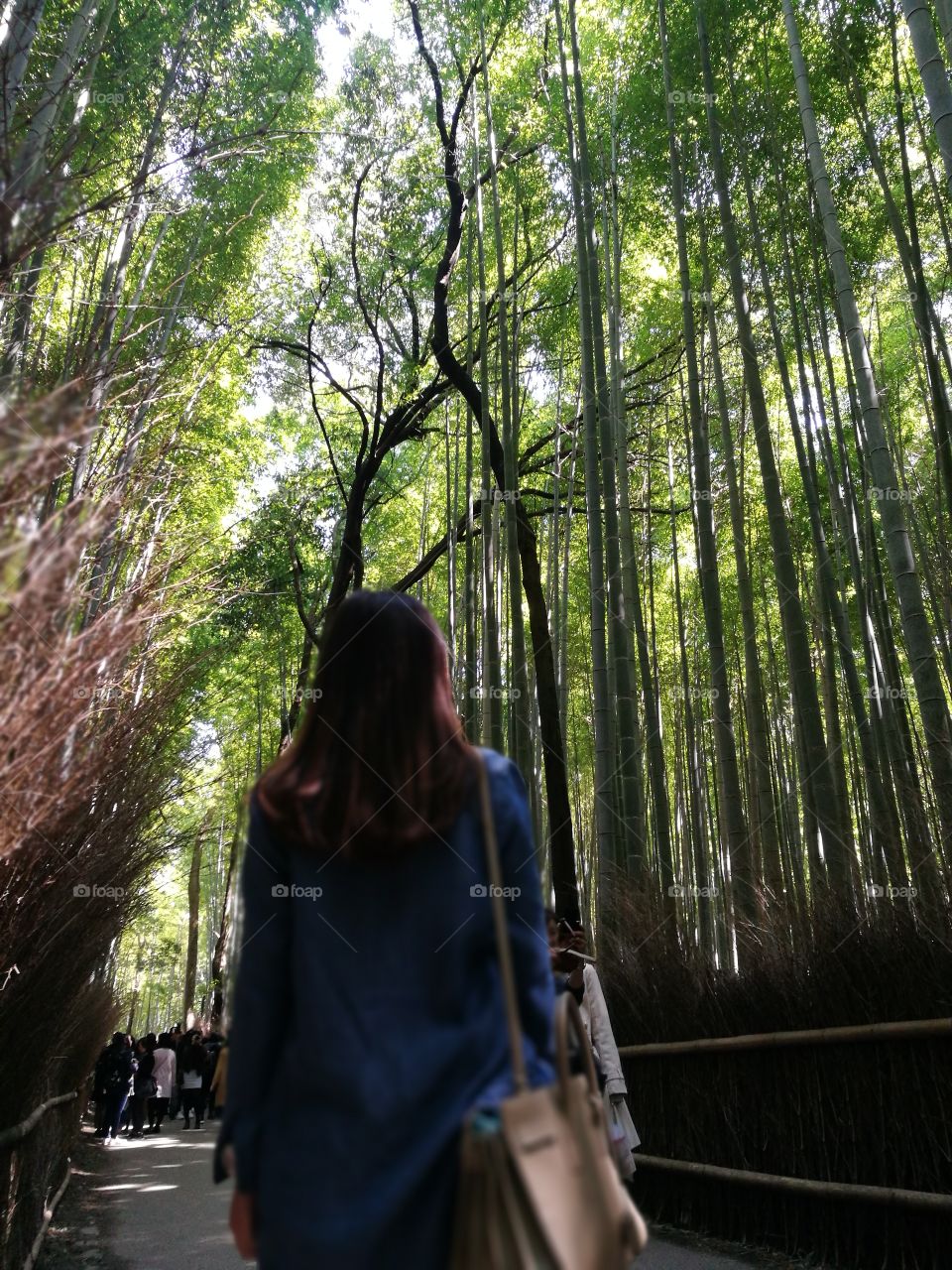 bamboo grove